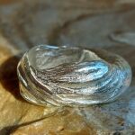 Wasring Signe rondom beweging
